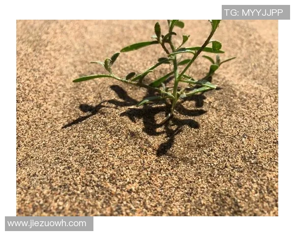 上海羽毛球队挑战赛特别报道：从默默无闻到辉煌成就的突破之路